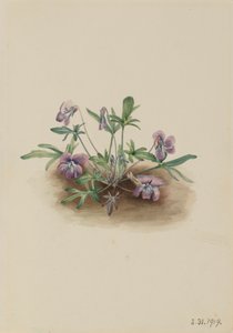 Südliche Küstenveilchen Viola septemloba, 1919 von Mary Vaux Walcott