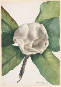 Südliche Magnolie (Magnolia grandiflora) von Mary Vaux Walcott