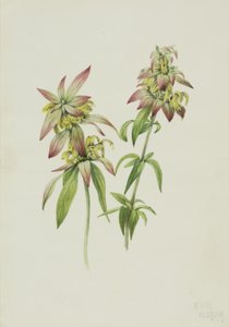 Gefleckte Bienenbalsam Monarda punctata, 1919