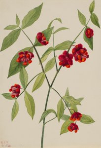 Herzbeerenstrauch-"Herzen platzen vor Liebe" (Euonymus Americanus) von Mary Vaux Walcott