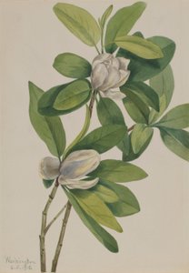 Sumpf-Magnolie (Magnolia virginiana) von Mary Vaux Walcott