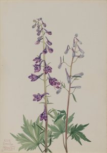 Hoher Rittersporn (Delphinium elongatum) von Mary Vaux Walcott