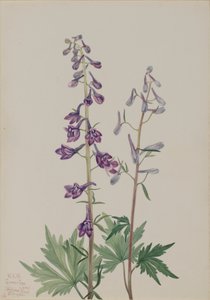 Hoher Rittersporn, 1920 von Mary Vaux Walcott