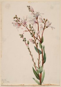 Tarflower (Befaria racemosa)