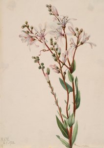 Tarflower Befaria racemosa, 1922