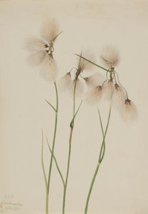 Schmalblättriges Wollgras (Eriophorum angustifolium) von Mary Vaux Walcott