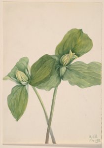 Kröten-Trillium (Trillium sessile)