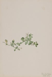 Kriechendes Houstonia Houstonia procumbens von Mary Vaux Walcott