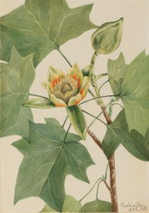 Tulpenbaum (Liriodendron tulipifera)