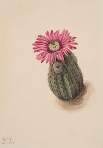 Truthahnhauptkaktus Echinocerus perbellus, 1930 von Mary Vaux Walcott