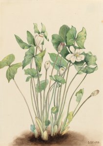 Zwillingsblatt Jeffersonia diphylla, 1919 von Mary Vaux Walcott