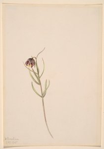 Ohne Titel--Blumenstudie