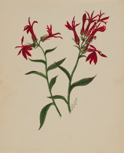 Ohne Titel - Blumenstudie von Mary Vaux Walcott