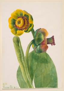 Ohne Titel--Blumenstudie, 1939