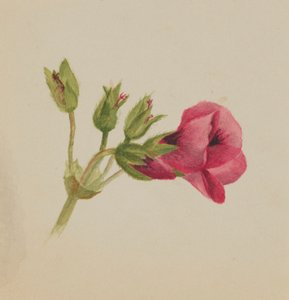 Ohne Titel - Blumenstudie, ca. 1876 von Mary Vaux Walcott