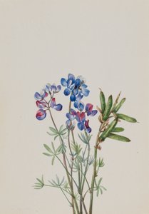 Ohne Titel - Blumenstudie von Mary Vaux Walcott