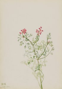 Ohne Titel - Pflanzenstudie von Mary Vaux Walcott