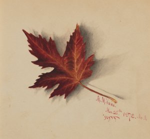 Ohne Titel (Herbstblatt) von Mary Vaux Walcott