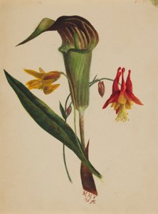 Ohne Titel (Jack in the Pulpit)