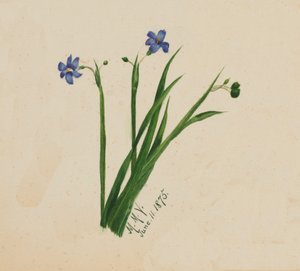 Ohne Titel, 1875