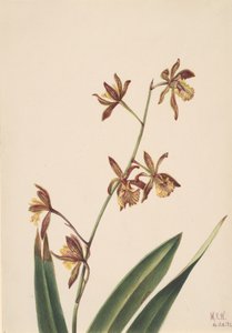 Unbetitelte Blumenstudie, 1924
