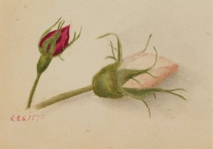 Unbetitelte Rosenknospen, 1874