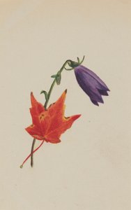 Ohne Titel, ca. 1876 von Mary Vaux Walcott