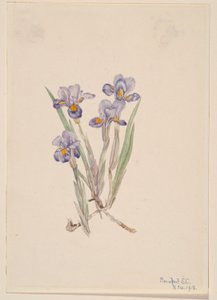 Frühlings-Iris (Iris verna)