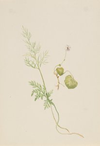Sumpfveilchen