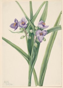 Virginische Dreimasterblume (Tradescantia virginiana)
