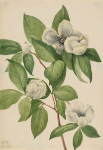 Virginia Stewartia (Stewartia malachodendron) von Mary Vaux Walcott