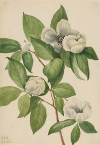 Virginia Stewartia Stewartia malachodendron, 1925 von Mary Vaux Walcott