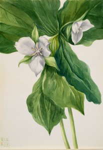 Wake-Robin Trillium simile, 1939 von Mary Vaux Walcott