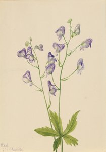 Westlicher Eisenhut Aconitum columbianum, 1933 von Mary Vaux Walcott