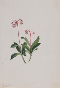 Westliche Pipsissewa Chimaphila umbellata, 1902