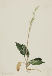 Westliche Klapperschlangen-Orchidee Peranium decipiens, 1905