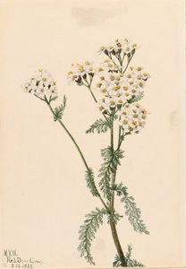 Westliche Schafgarbe (Achillea lanulosa)