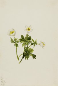 Weiße Trollblume Trollius albiflorus, 1899 von Mary Vaux Walcott