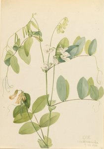 Weiße Erbse Lathyrus ochroleucus, 1920 von Mary Vaux Walcott