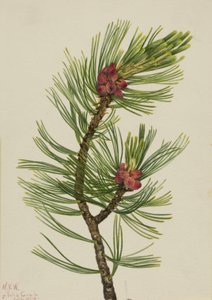 Weißrinden-Kiefer Pinus albicaulis von Mary Vaux Walcott