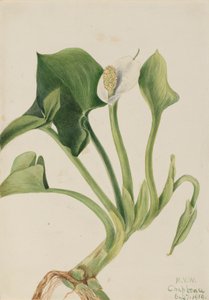 Wilde Calla (Calla palustris), 1919