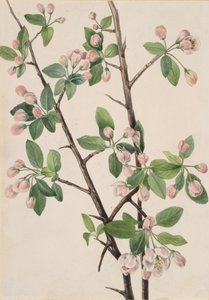 Wilder süßer Apfel Malus coronaria, 1920 von Mary Vaux Walcott