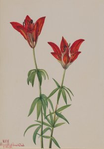 Holzlilie (Lilium philadelphicum) von Mary Vaux Walcott