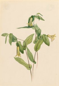 Holz-Merrybells Uvularia perfoliata, n.d.