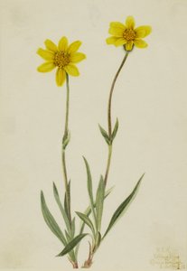 Wollige Arnika (Arnica tomentosa)
