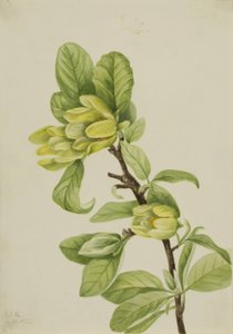 Gelber Gurkenbaum (Magnolia cordata)