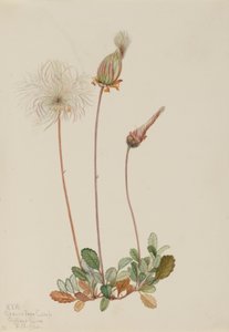 Gelbe Dryade (Frucht) (Dryas drummondii) von Mary Vaux Walcott