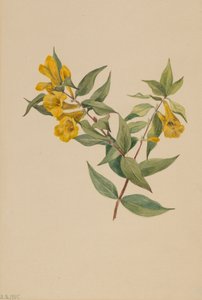 Gelber Jessamin Gelsemium sempervirens, 1905 von Mary Vaux Walcott
