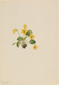 Gelbes Veilchen (Viola orbiculata)
