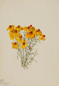 Zinnie (Zinnia grandiflora)